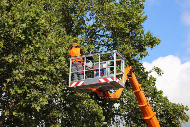 Best Aeration Services  in Rose Hill, KS