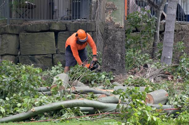 How Our Tree Care Process Works  in  Rose Hill, KS
